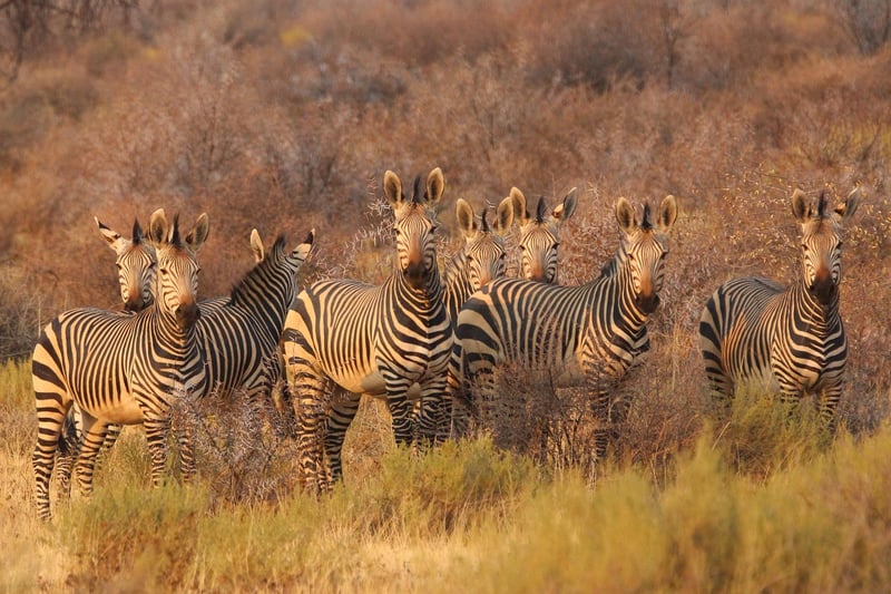 Serengeti National Park, Tanzania