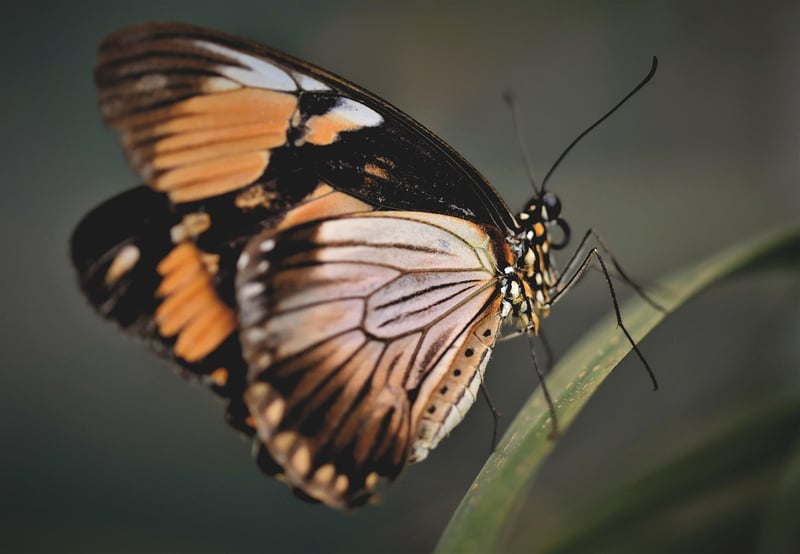 Imagination Butterfly