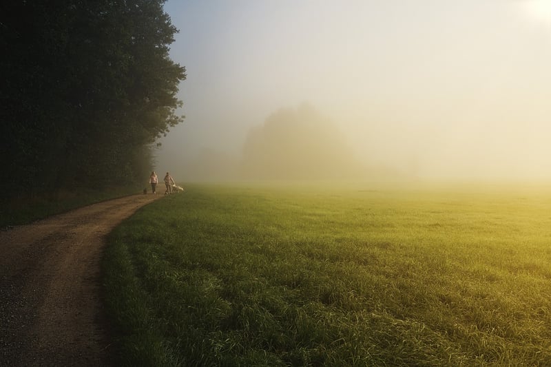Mystical forest pathway