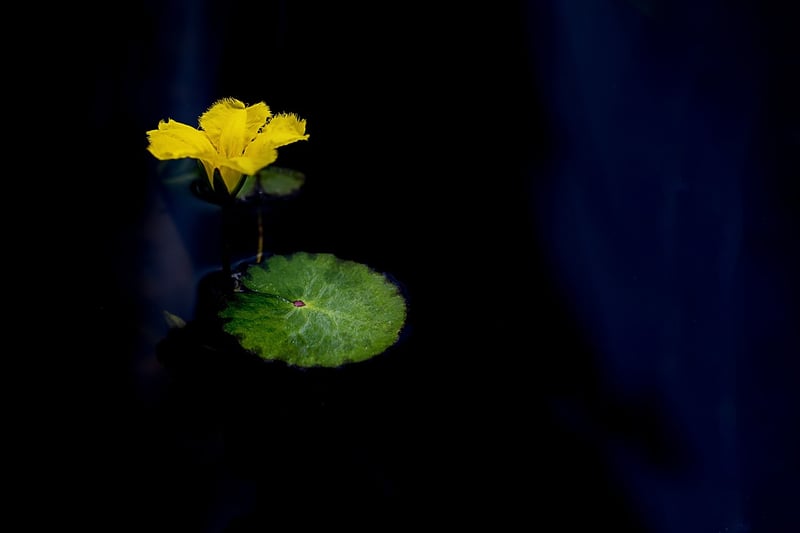 Lotus Flower Image